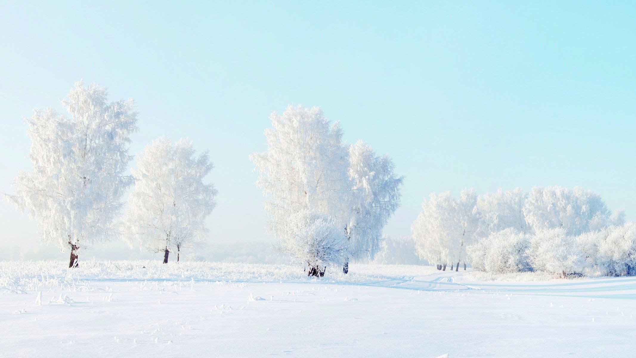 árboles nieve invierno naturaleza