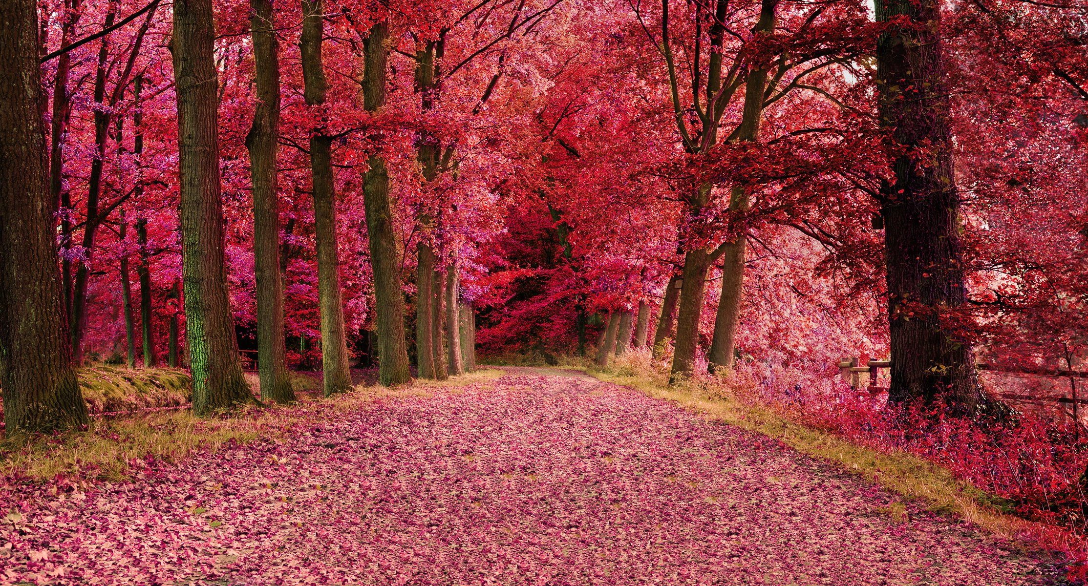 bosque árboles otoño hojas camino