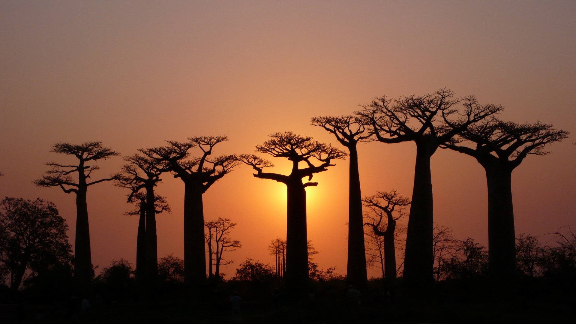 árboles baobabs coronas cielo luz