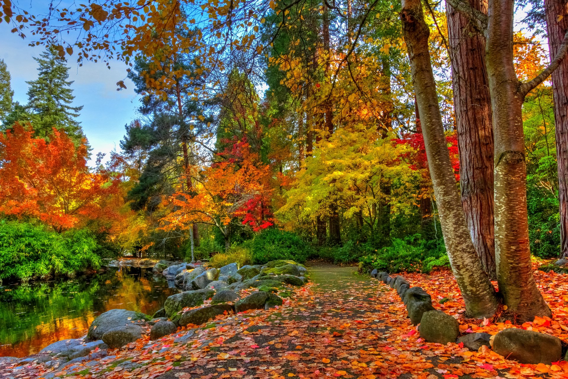 naturaleza paisaje bosque árboles otoño río otoño ver