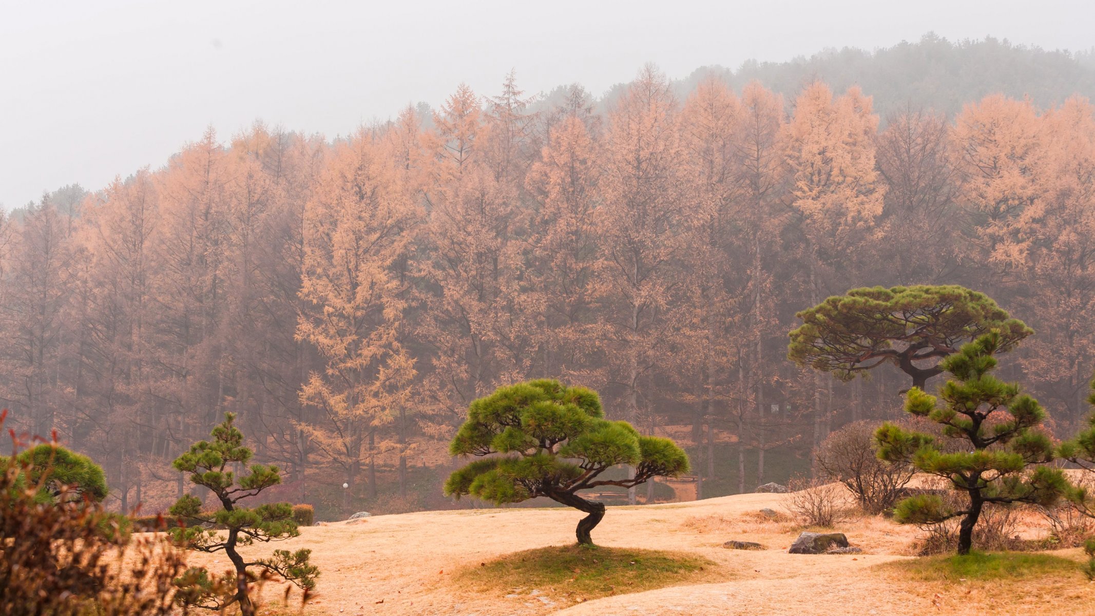cielo neblina niebla árboles bosque otoño pendiente