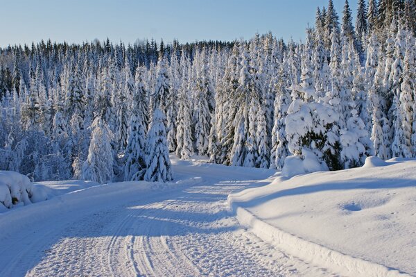 Árboles de invierno en la nieve y el camino