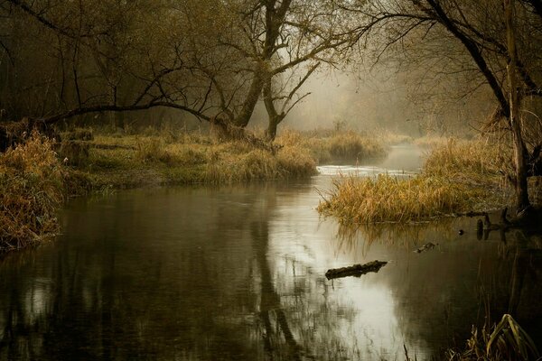 Río en el bosque sombrío de otoño