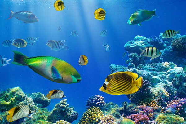 Mundo submarino y diversidad de peces