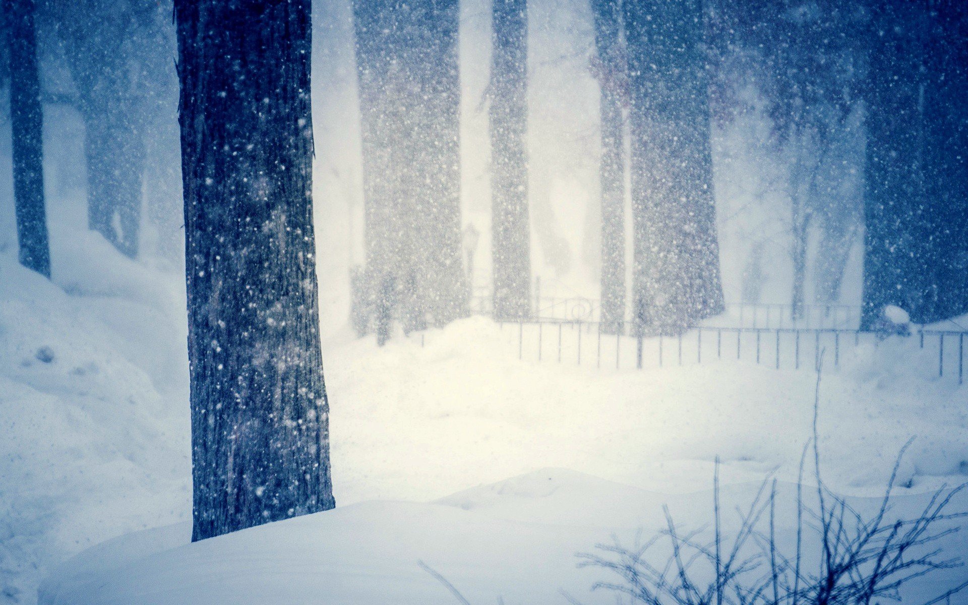 naturaleza árbol árboles invierno nieve copos de nieve frío desenfoque nieve invierno fondo papel pintado pantalla ancha pantalla completa pantalla ancha pantalla ancha