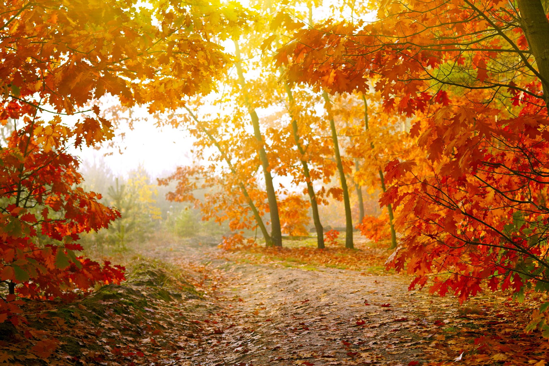 otoño hojas bosque árboles