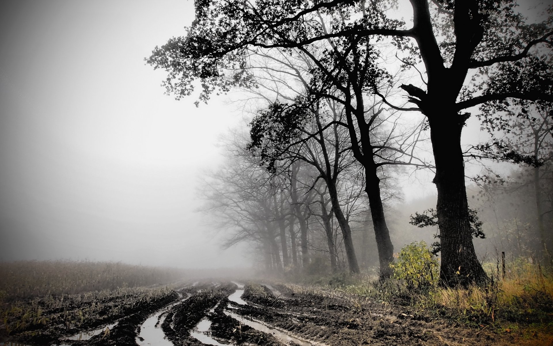 otoño campo niebla