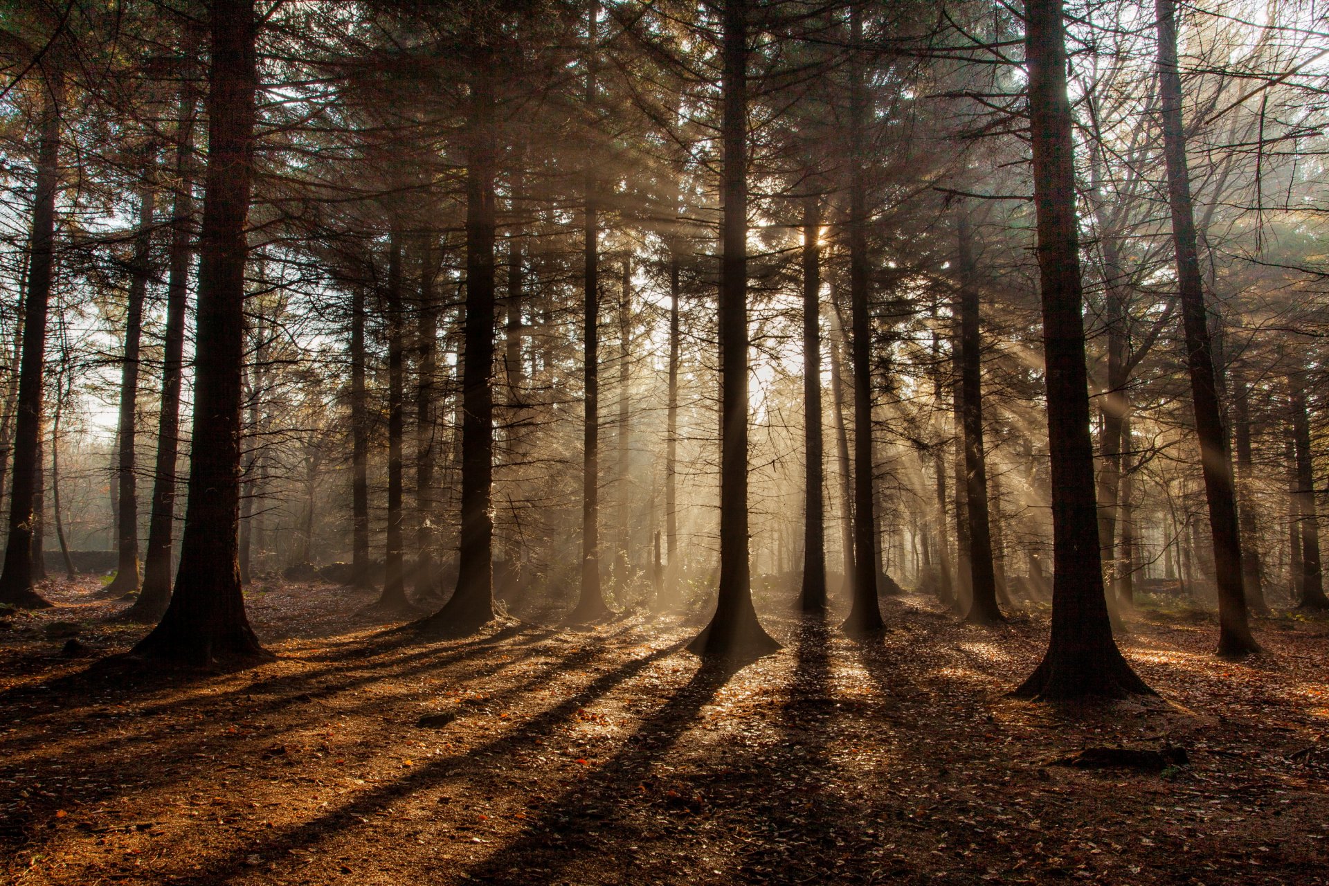 bosque otoño sol rayos sombras