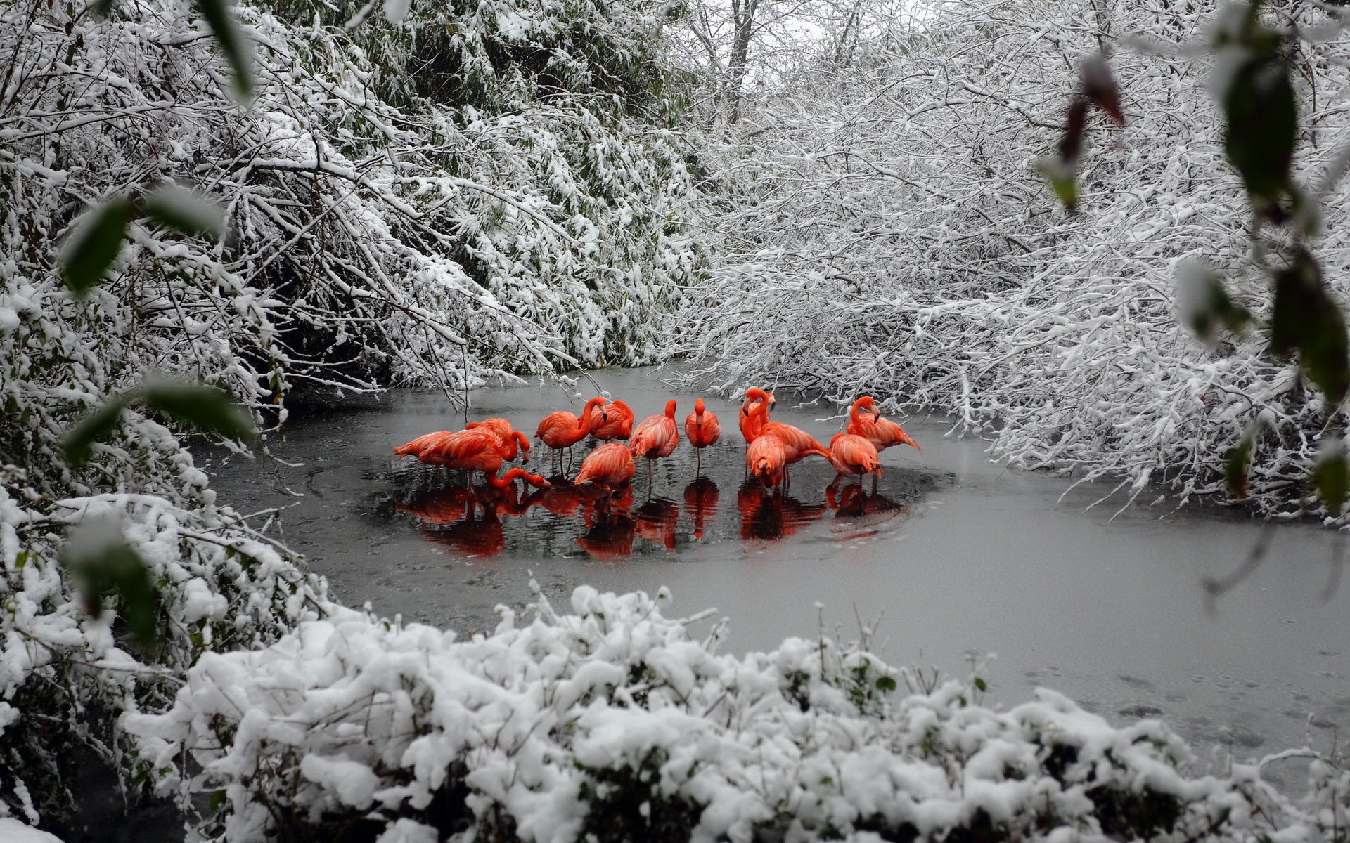 flamenco invierno bosque nieve lago