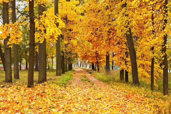Hojas de otoño de los árboles en el bosque