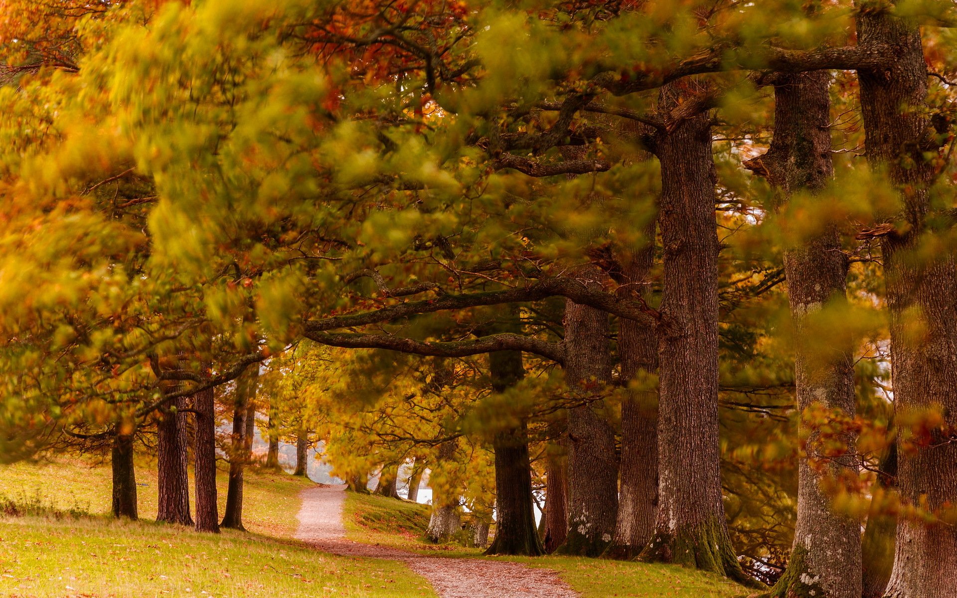 parque otoño naturaleza