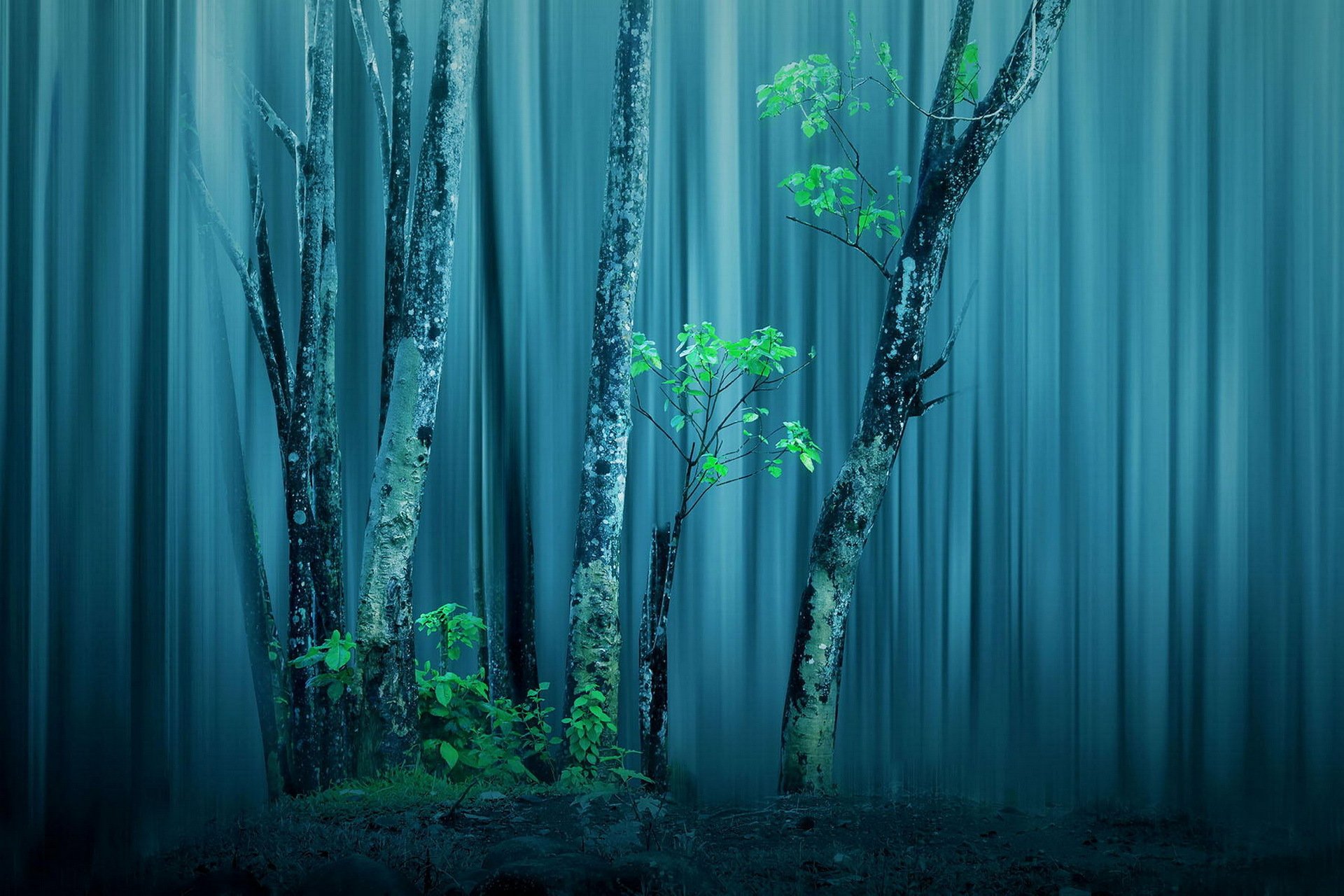 bosque árboles procesamiento