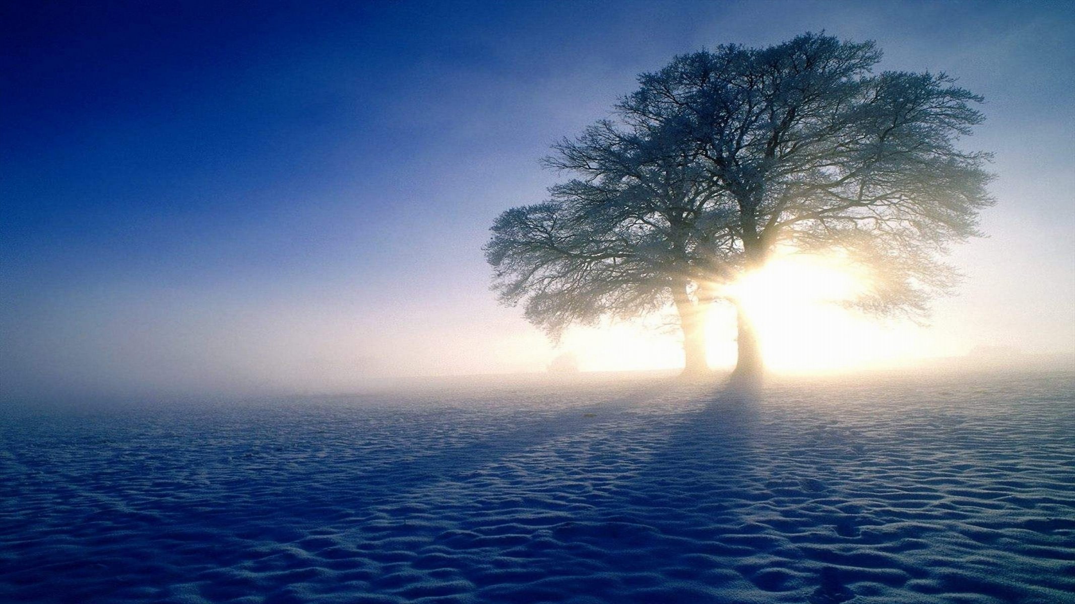 nieve invierno árboles sol