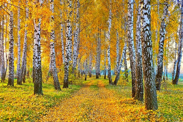 Paisaje de otoño naturaleza abedul con hojas amarillas