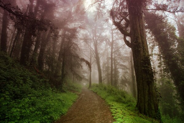 Camino en el bosque de verano en la niebla