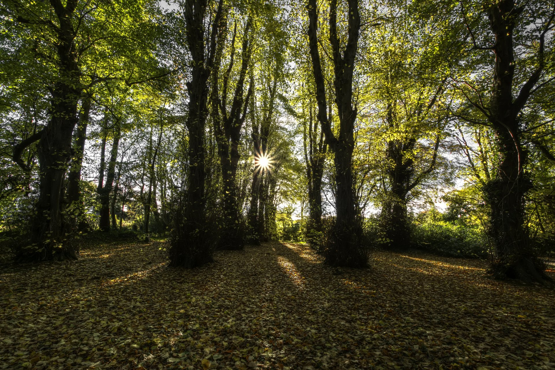 condado de londonderry irlanda del norte bosque de hayas sol rayos otoño