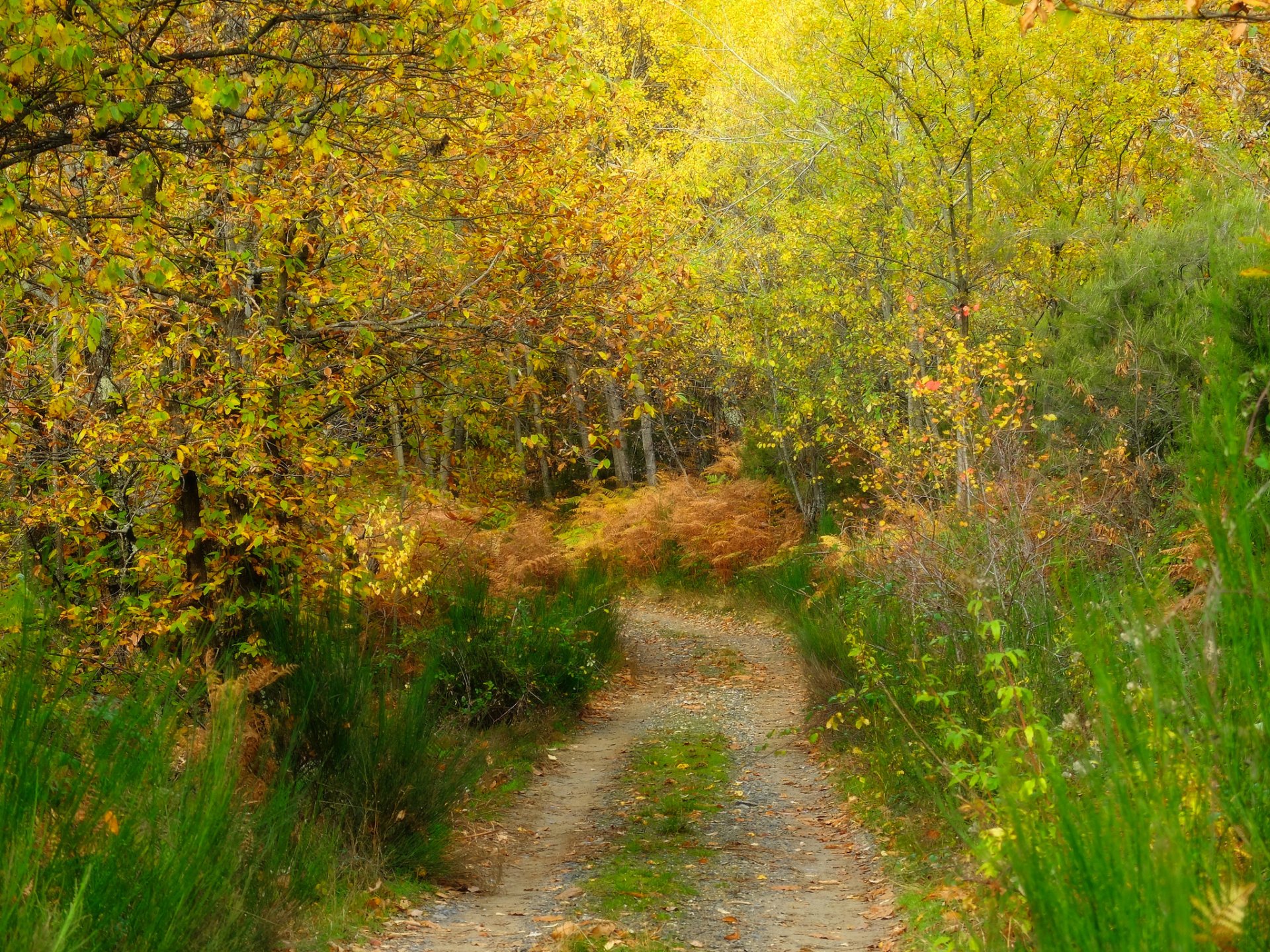 bosque hierba árboles camino otoño