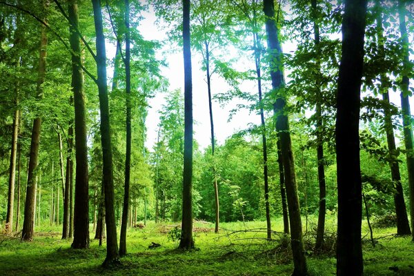 Juego de vegetación en el bosque de verano