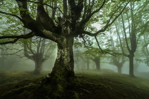 Bosque sombrío en la niebla