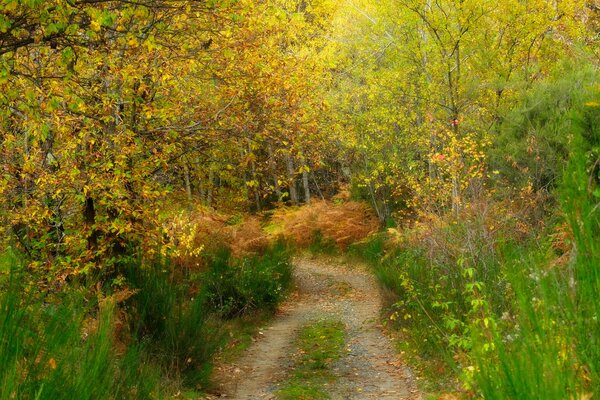 Camino estrecho en el bosque de otoño