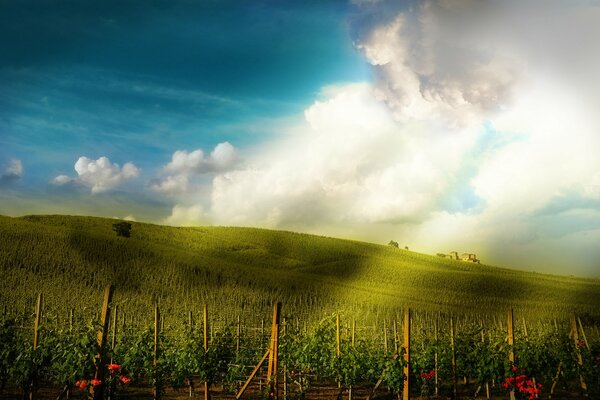 Hermoso cielo y campo con flores