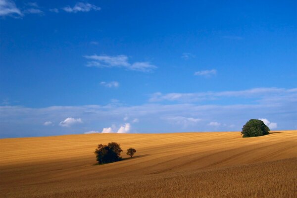 Desierto con cielo azul y dos arbustos