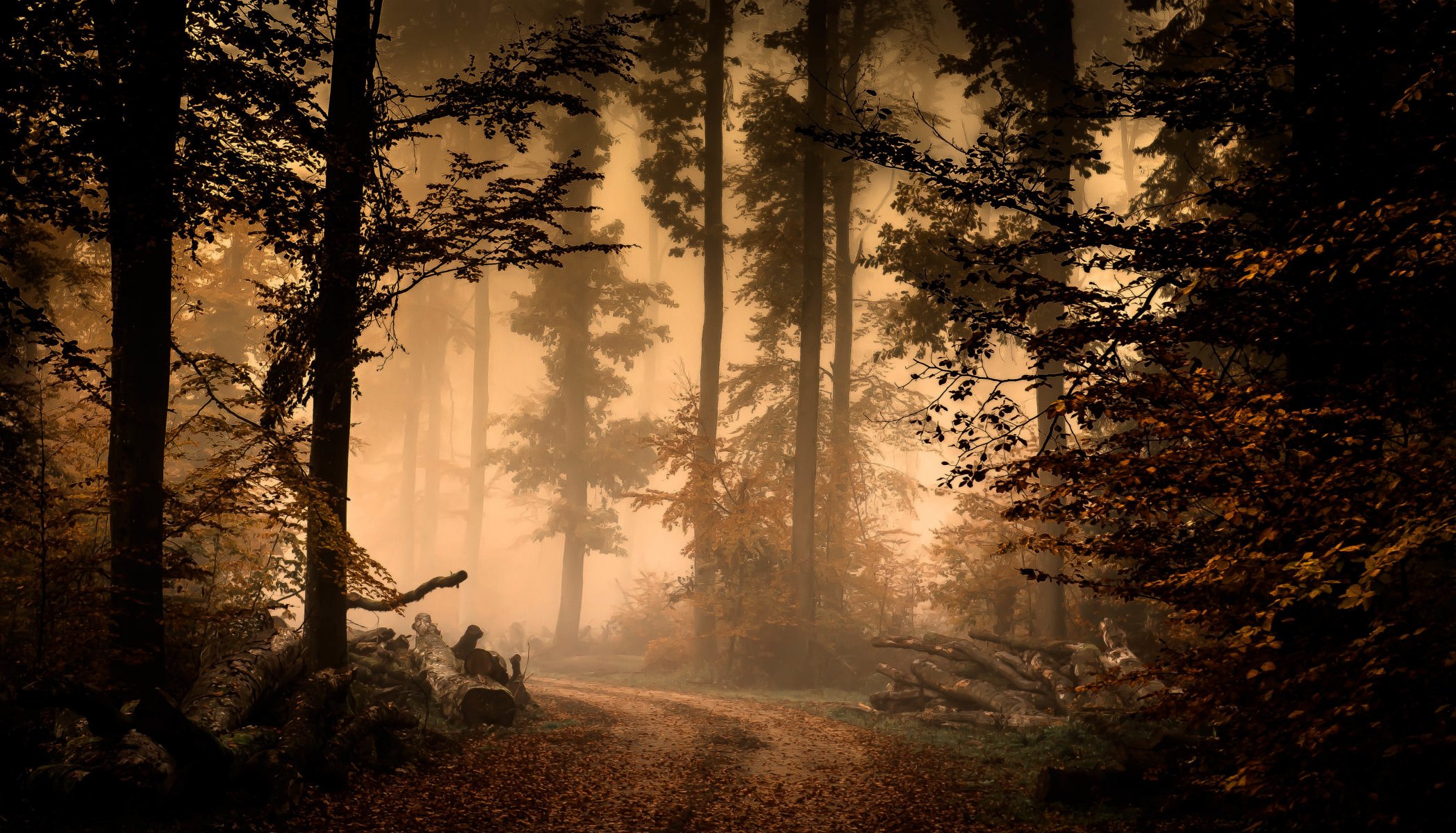 bosque niebla otoño