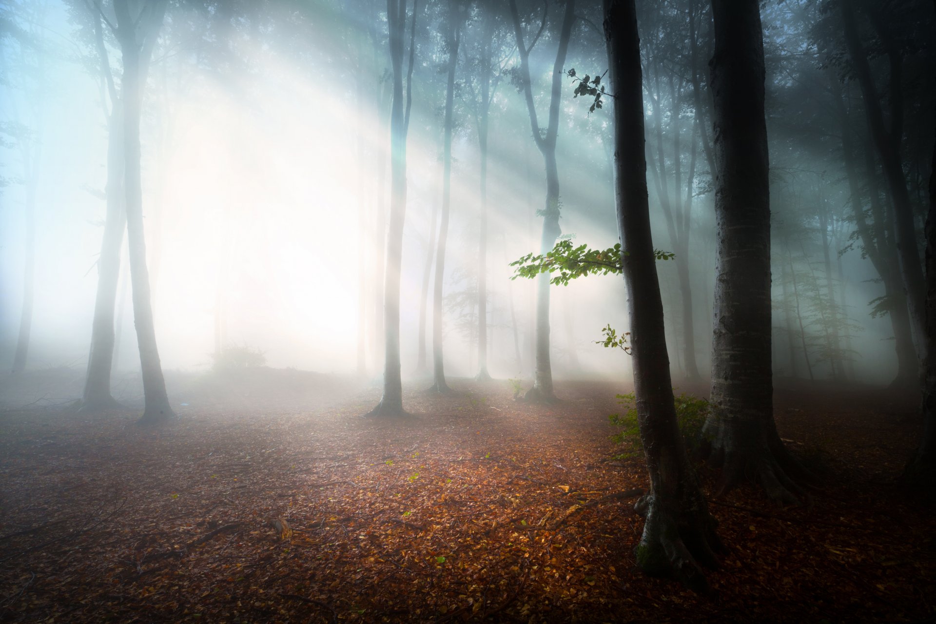 mañana bosque niebla hojas