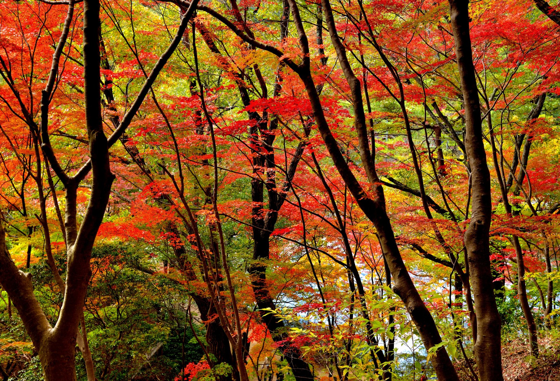 bosque árboles hojas otoño carmesí