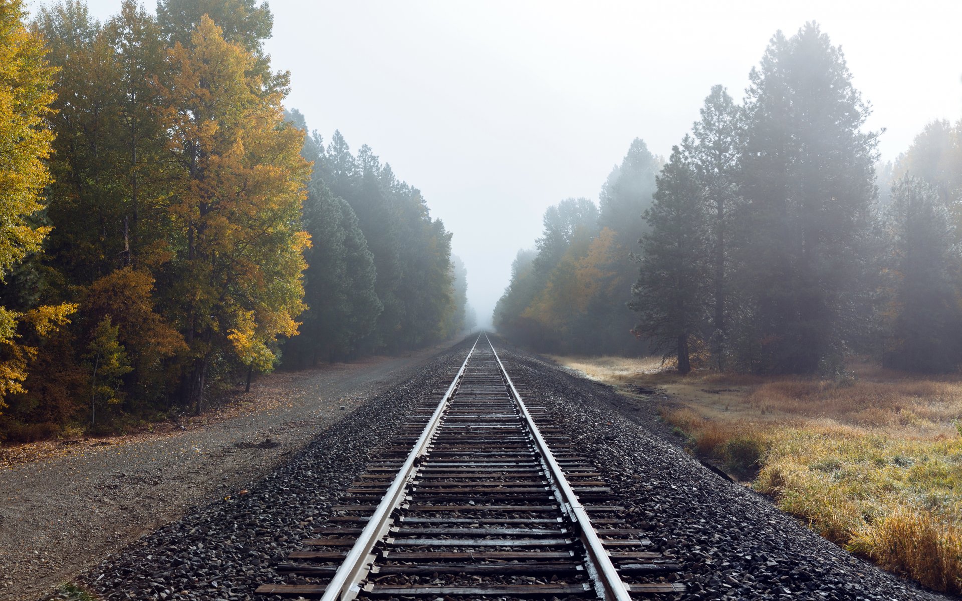 carretera otoño niebla
