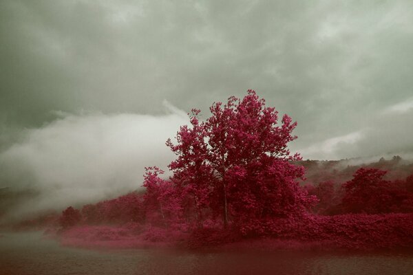 Caoba, árbol raro, nebulosa, árbol en la niebla