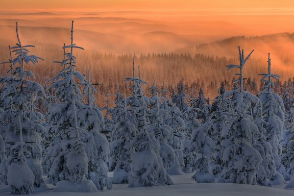 Árboles de Navidad en la nieve. La niebla está bajando. Cielo de hermoso color