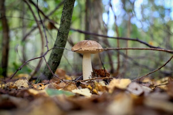 Guapo podberezovik en el bosque de otoño