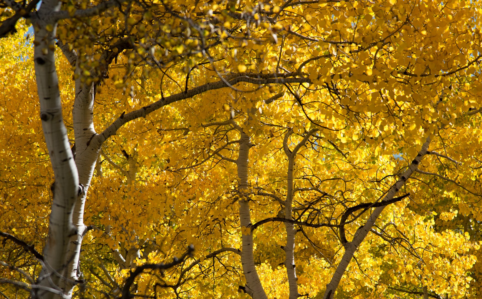 bosque arboleda álamo temblón hojas otoño