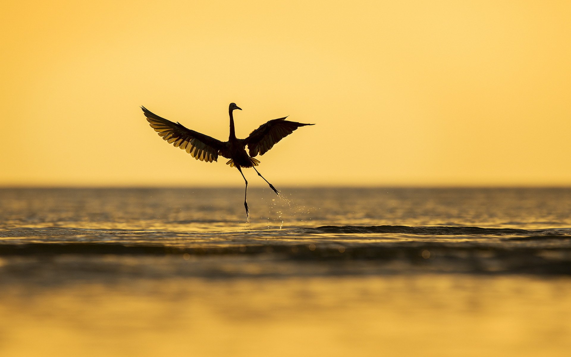 aves mar naturaleza