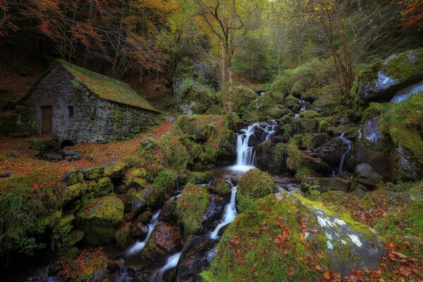 El arroyo del bosque fluye más allá de la cabaña