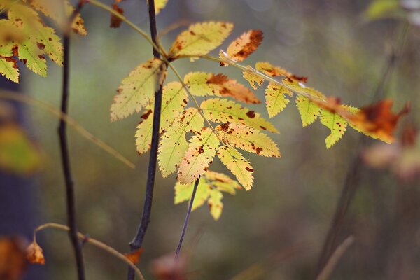 Hoja de otoño tallada amarilla en fotografía macro