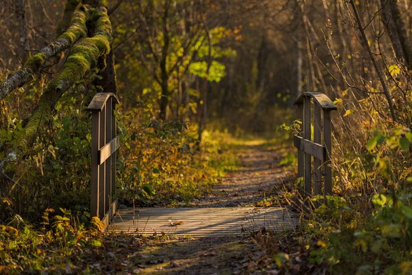 Puente en el bosque de otoño