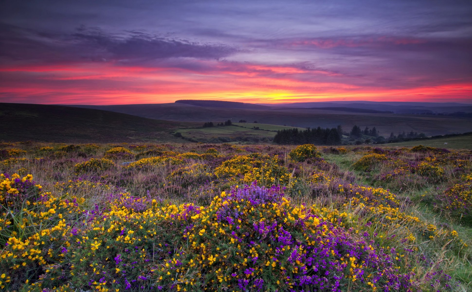 campo flores puesta de sol paisaje