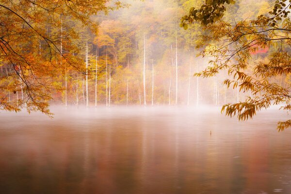 La niebla se acumula a primera hora de la mañana en el bosque más a menudo en el río