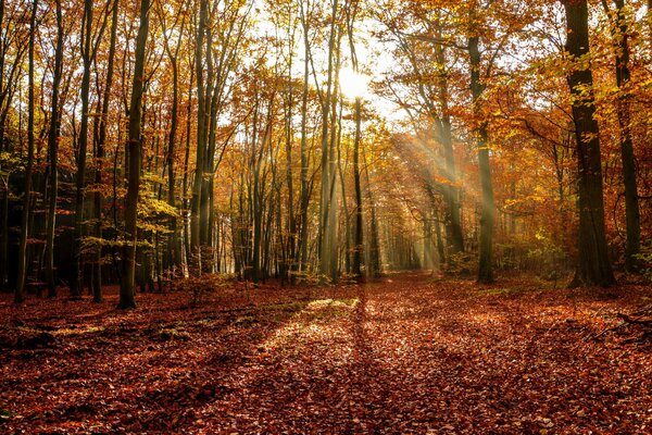 Llegó el otoño dorado