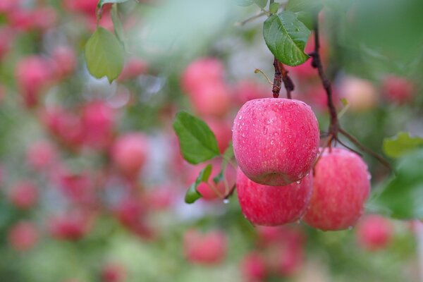 Manzanas en una rama con gotas de bokeh