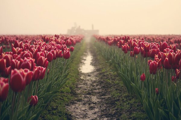 Camino al campo con tulipanes Burdeos