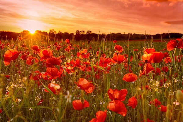 Puesta de sol en el campo con amapolas rojas