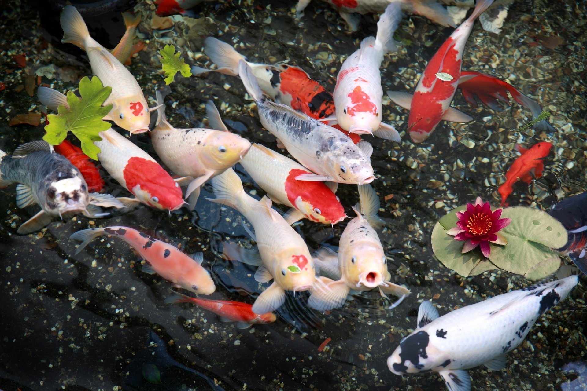 peces lirios naturaleza