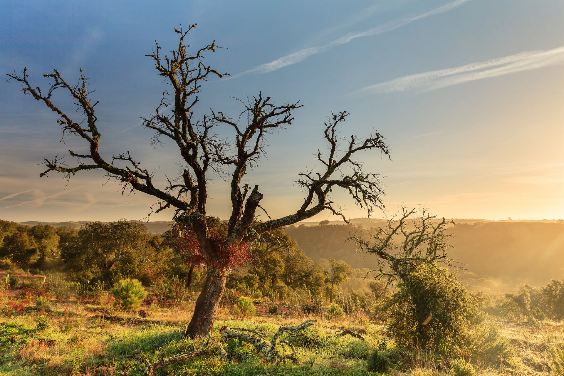 colinas arbustos árboles árbol madera flotante mañana amanecer