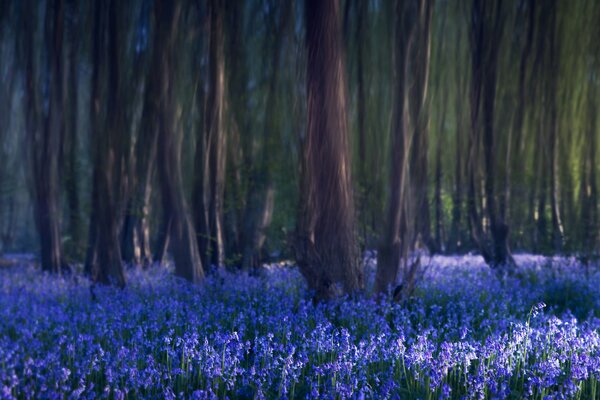 Un claro de campanas azules en el bosque
