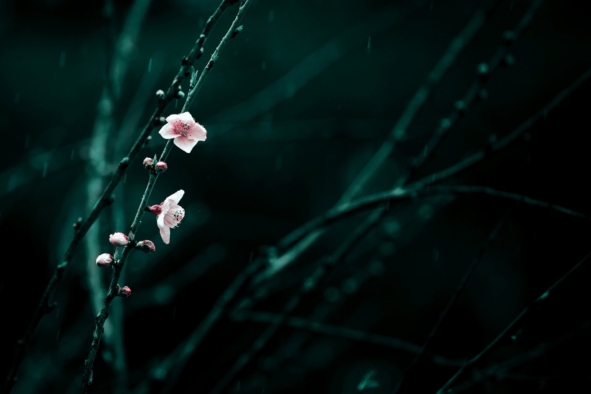 ramas flores rosa cereza floración primavera lluvia