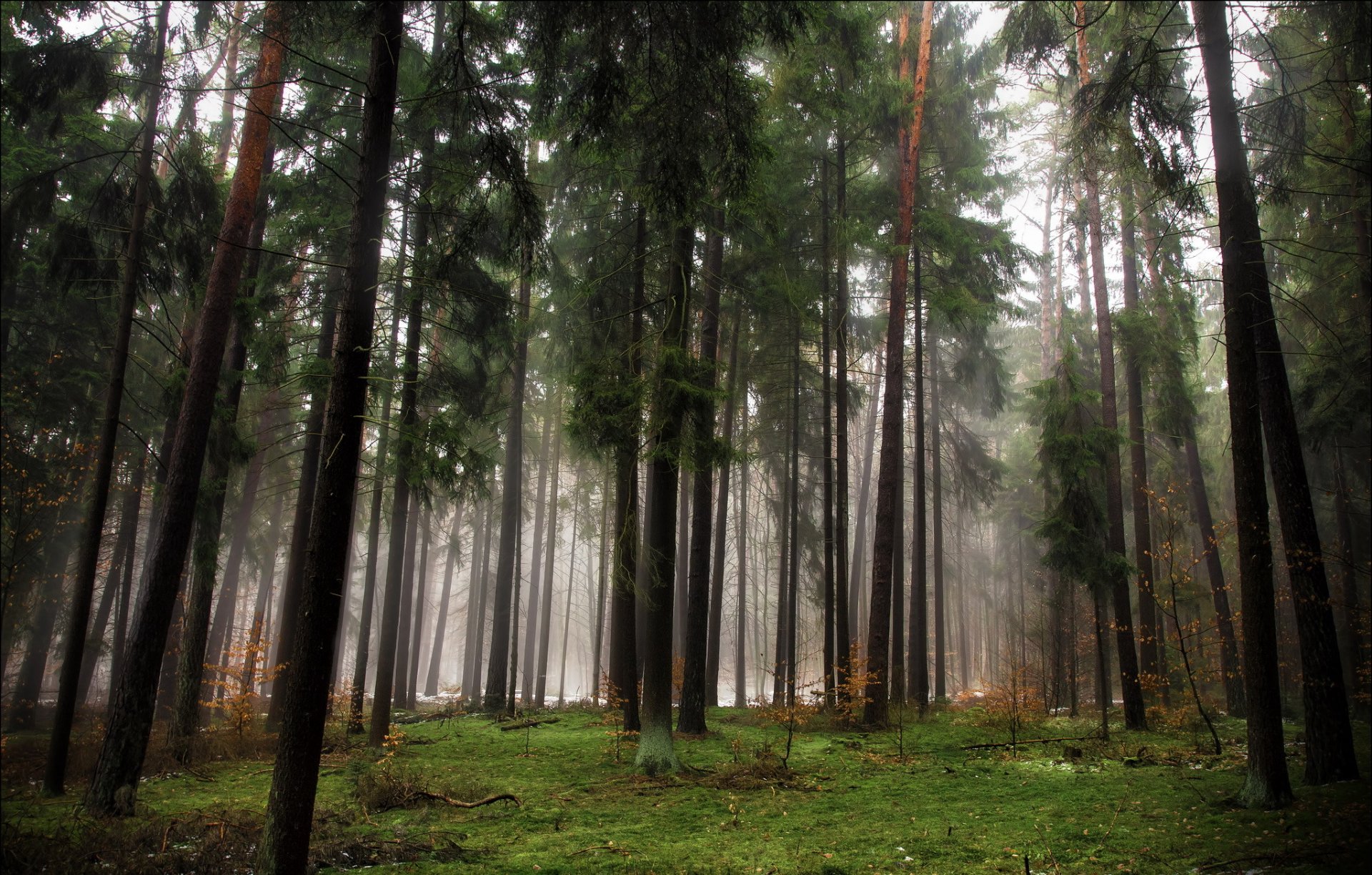 bosque árboles coníferas otoño niebla