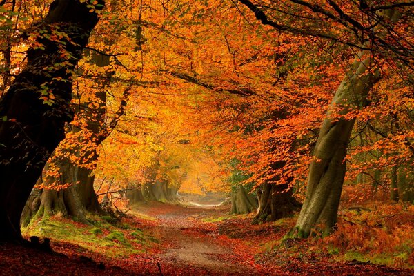Un paseo por el bosque en otoño